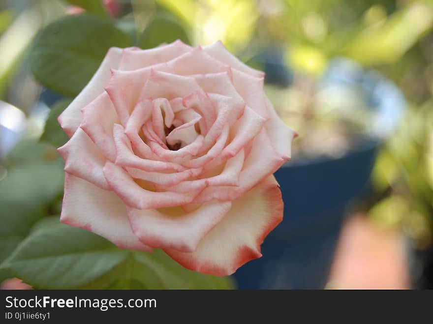 Flower, Rose, Rose Family, Pink