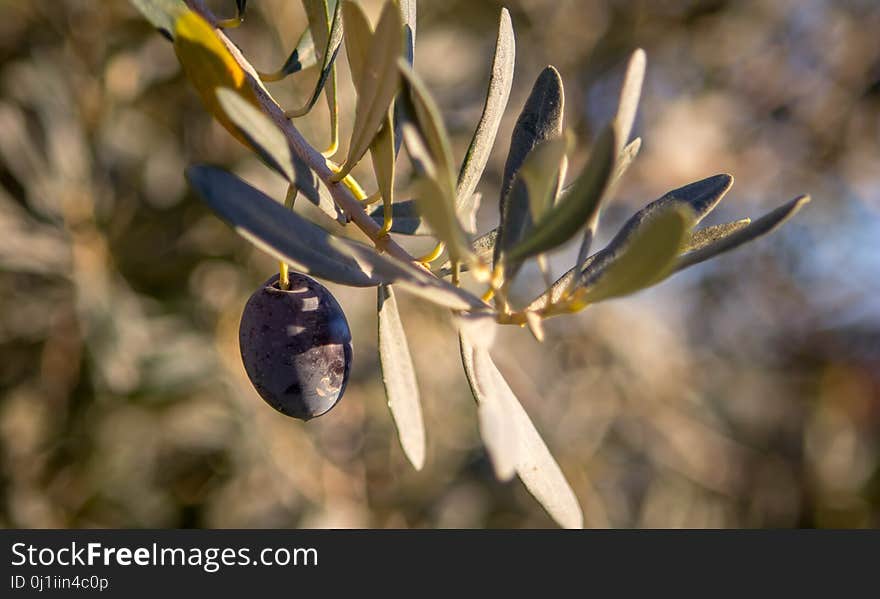 Plant, Flora, Branch, Spring