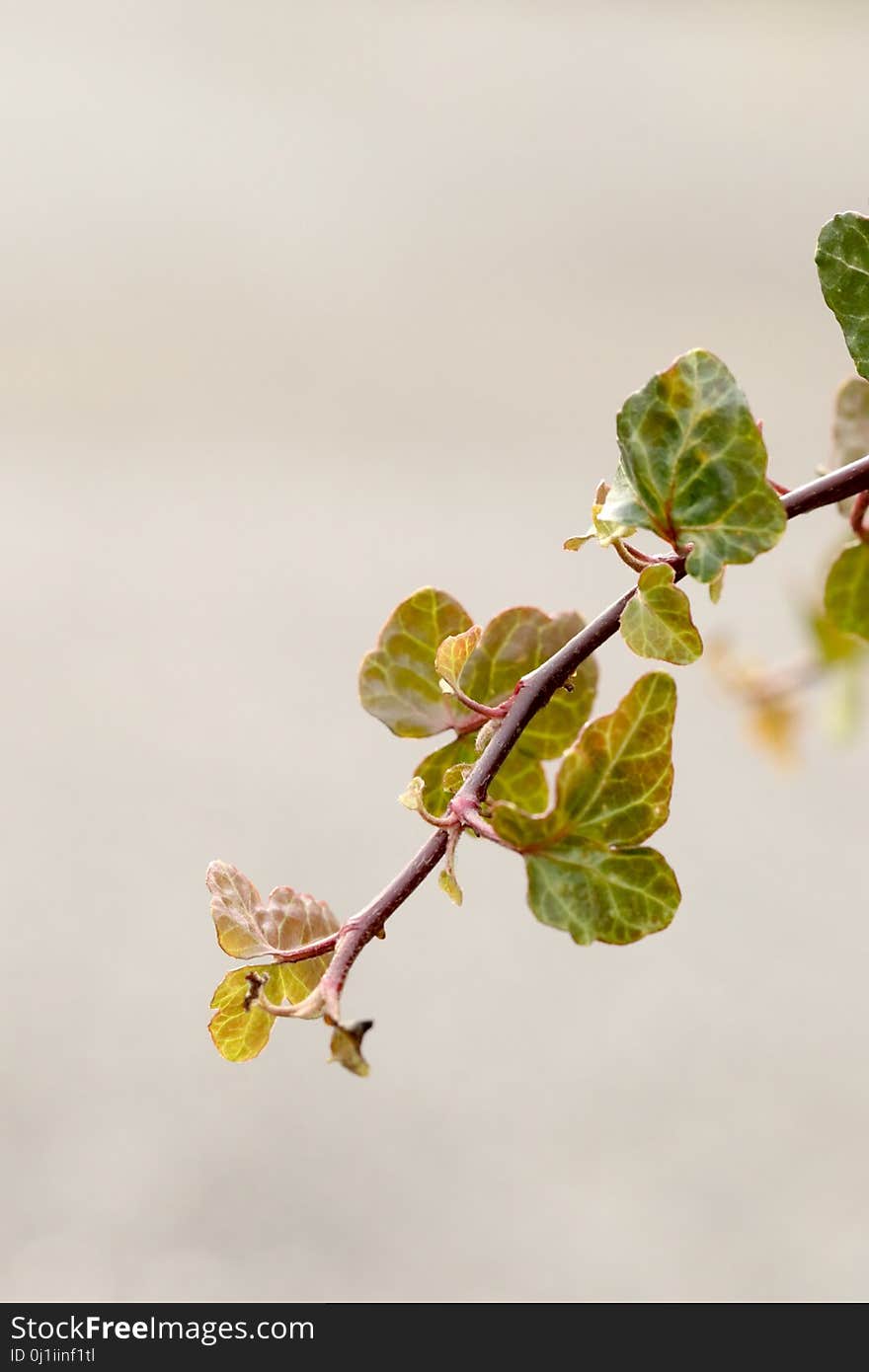 Branch, Leaf, Bud, Twig