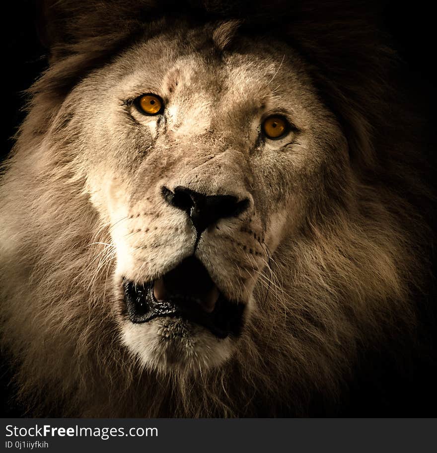 Wildlife, Lion, Mammal, Fauna