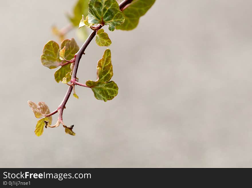 Branch, Blossom, Flora, Leaf