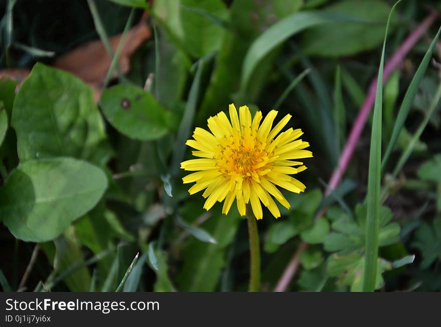 Flower, Yellow, Plant, Flora