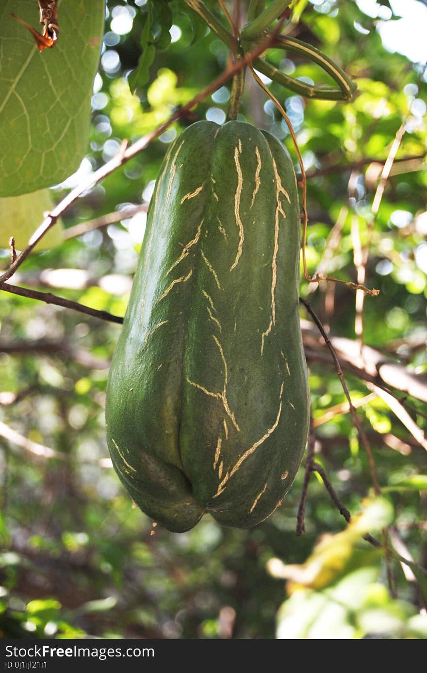 Plant, Leaf, Tree, Gourd