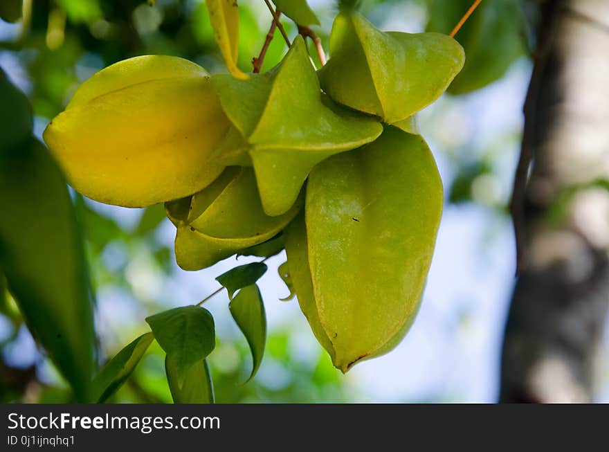 Leaf, Branch, Fruit, Plant