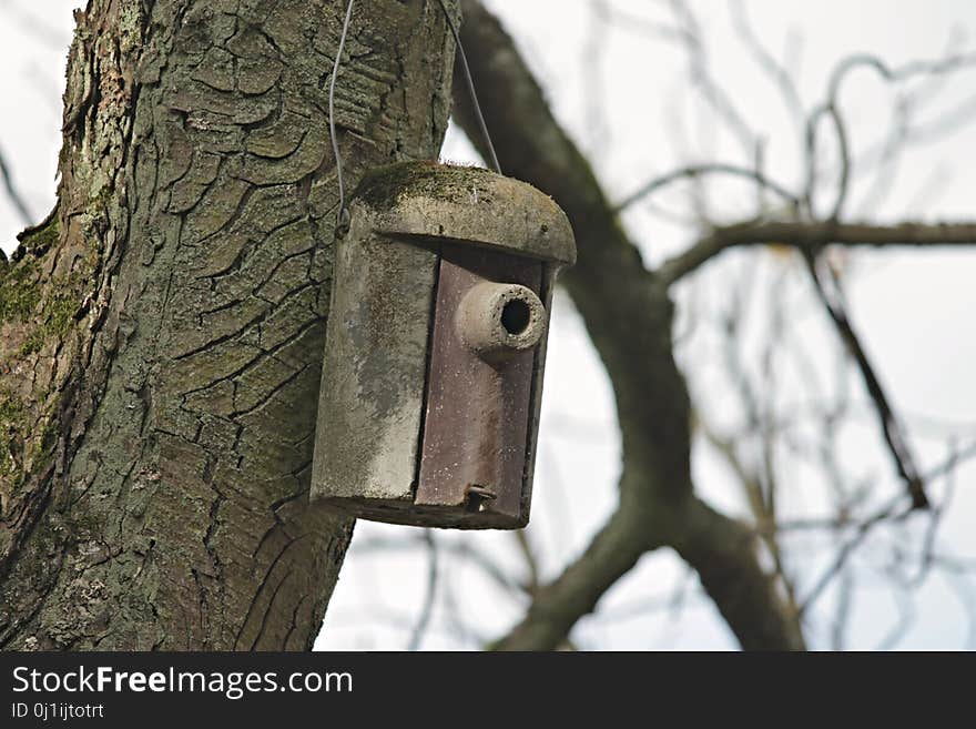 Tree, Trunk, Birdhouse, Wood