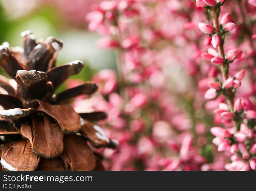 Flower, Flora, Plant, Spring