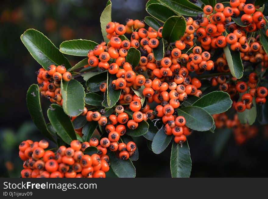 Aquifoliaceae, Fruit, Berry, Plant