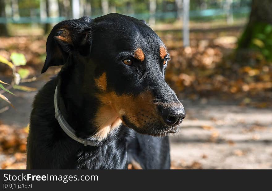 Dog, Dog Breed, Austrian Black And Tan Hound, Dog Like Mammal