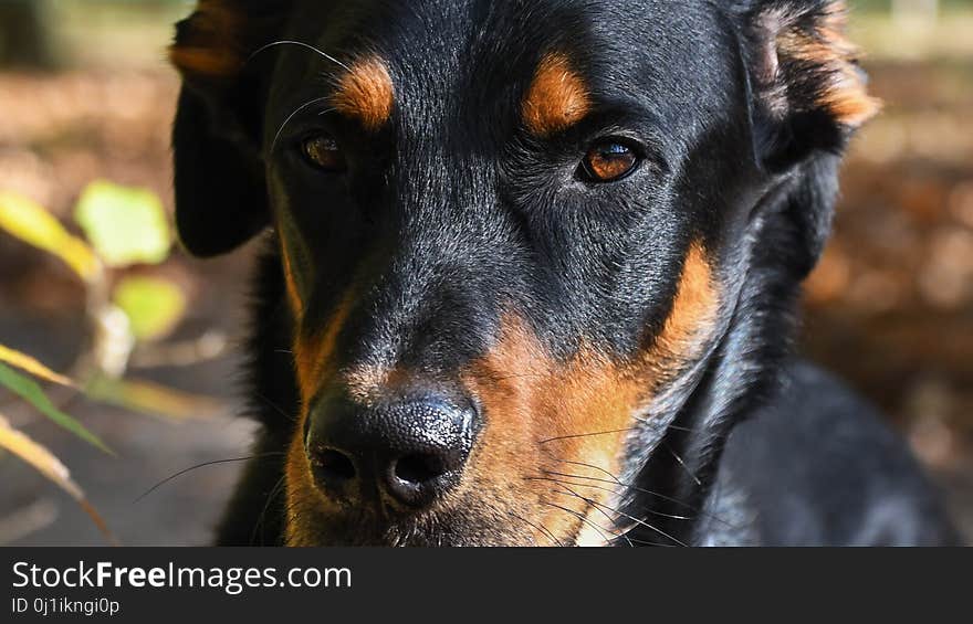 Dog, Dog Breed, Dog Like Mammal, Snout