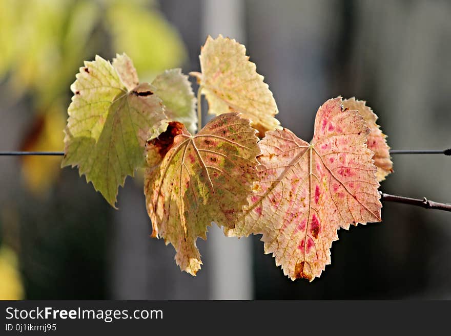 Leaf, Autumn, Flora, Branch