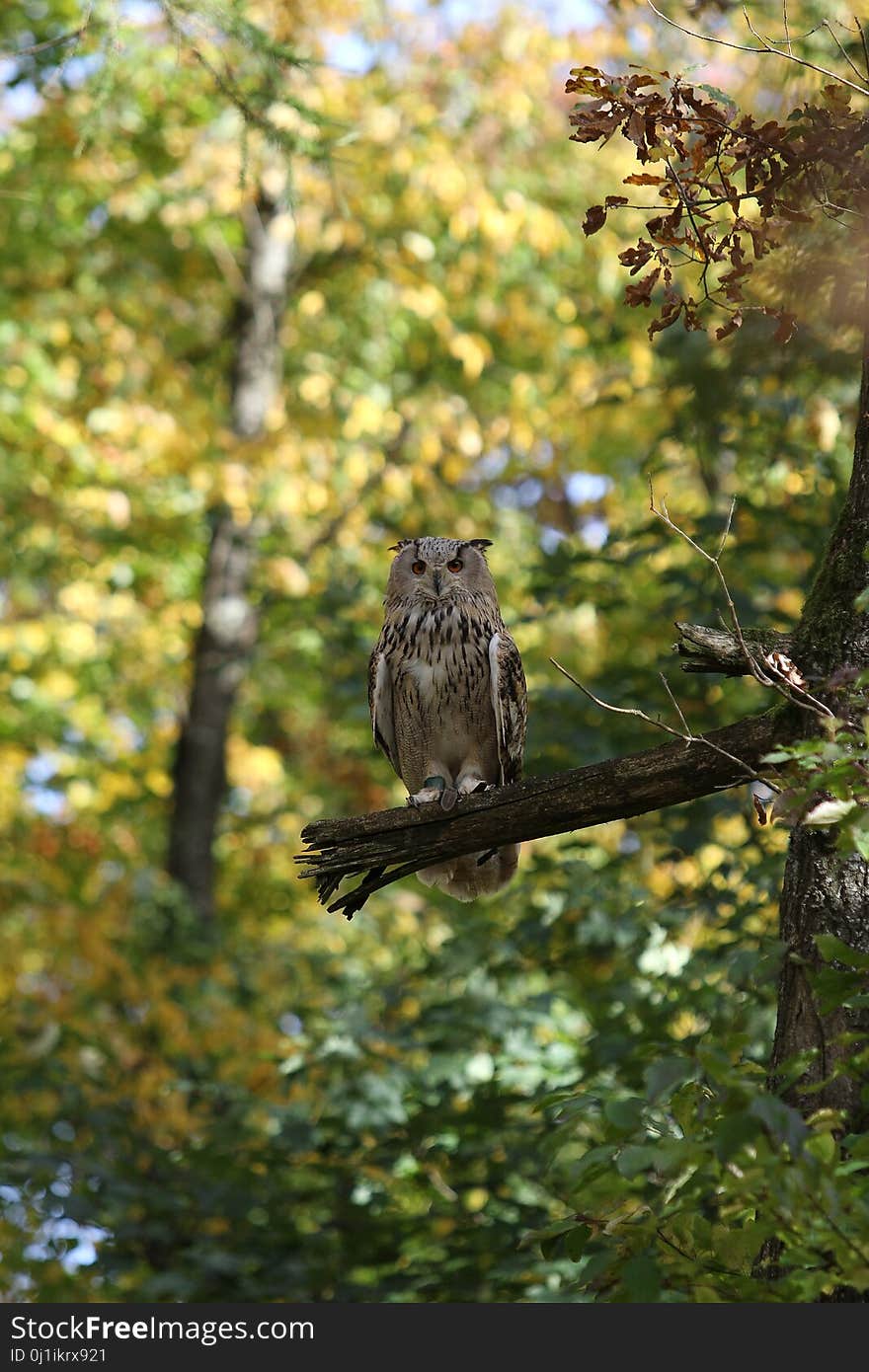 Bird, Ecosystem, Fauna, Wildlife