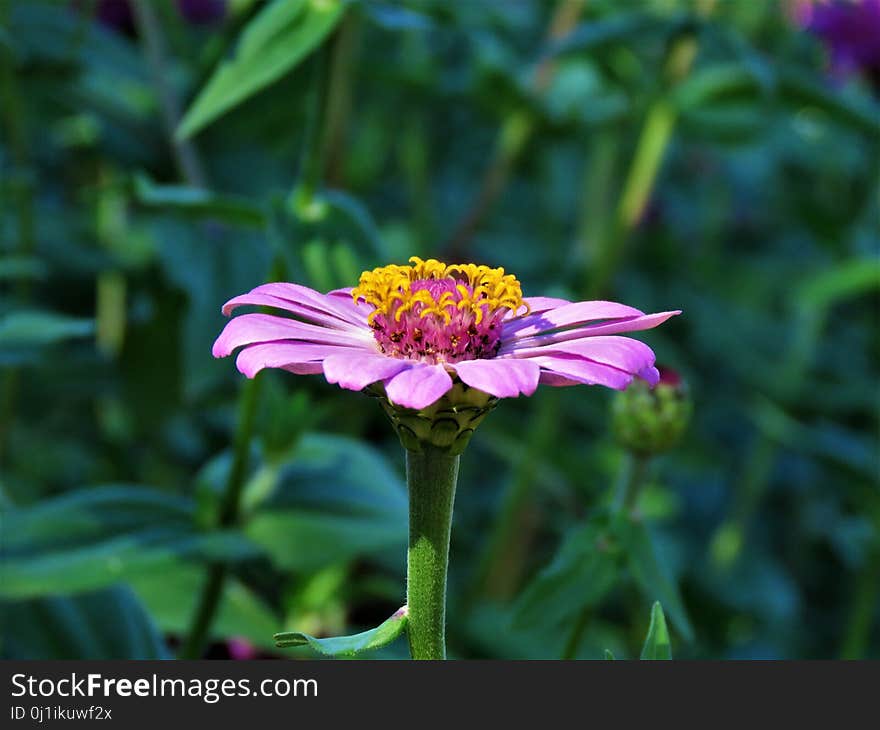 Flower, Plant, Flora, Annual Plant