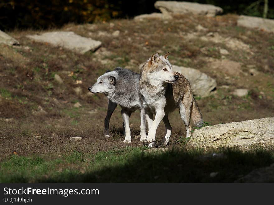 Wolf, Wildlife, Fauna, Dog Like Mammal