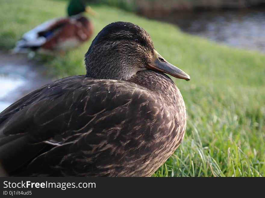 Bird, Duck, Water Bird, Ducks Geese And Swans