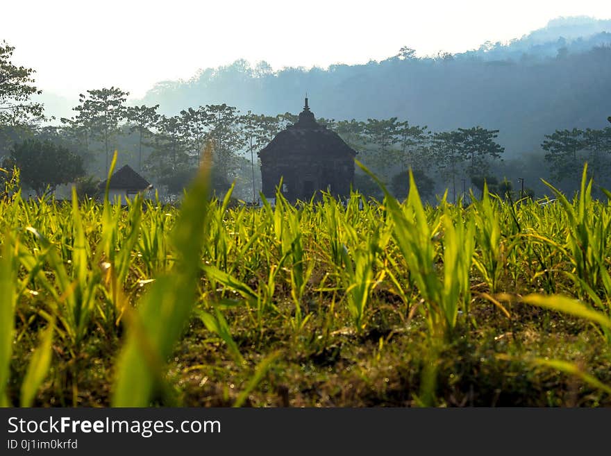 Vegetation, Crop, Agriculture, Field