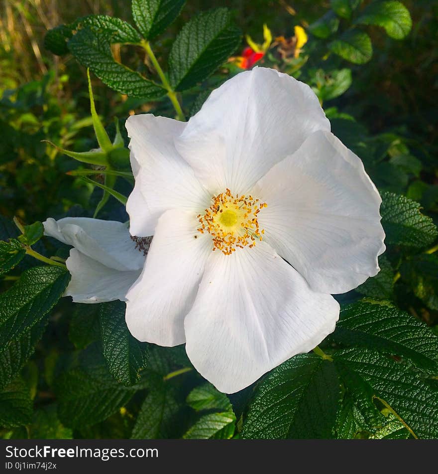 Flower, Rose Family, Rose, Rosa Canina