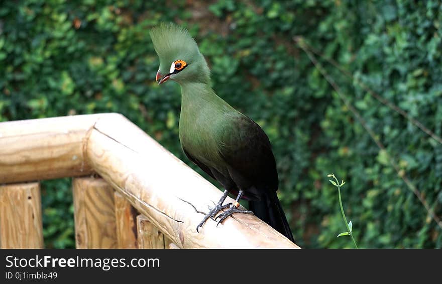 Bird, Fauna, Beak, Wildlife