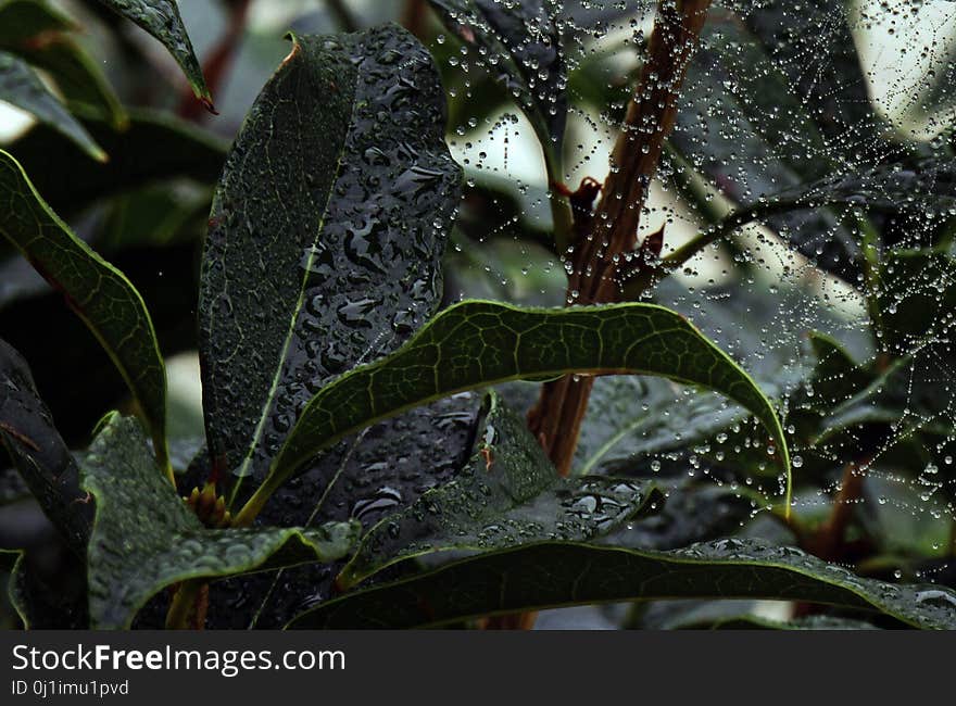 Flora, Leaf, Plant, Vegetation