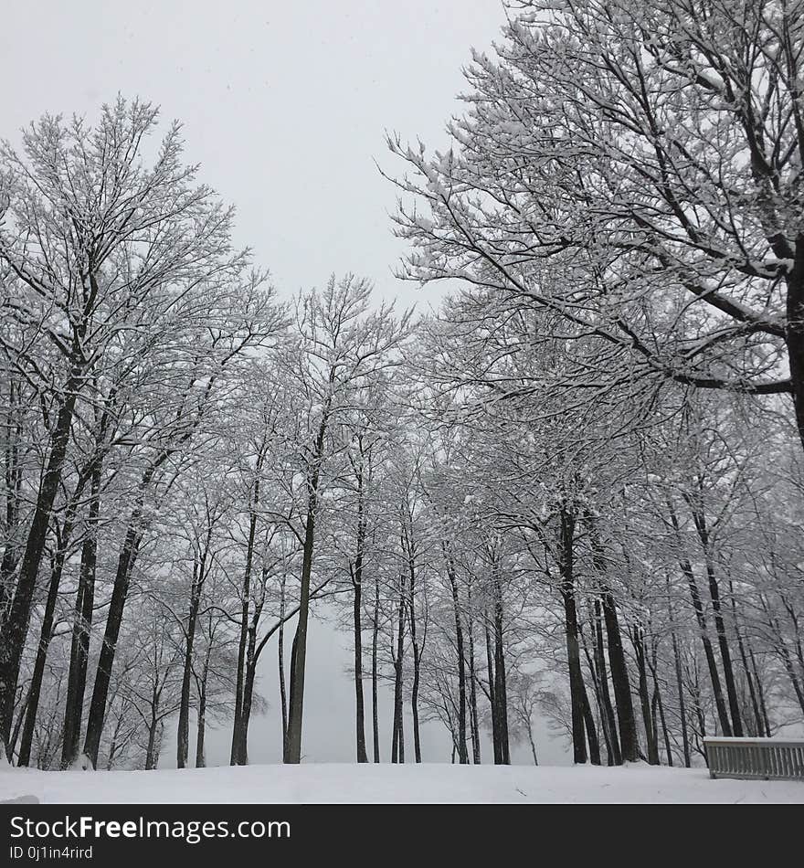 Snow, Winter, Tree, Frost