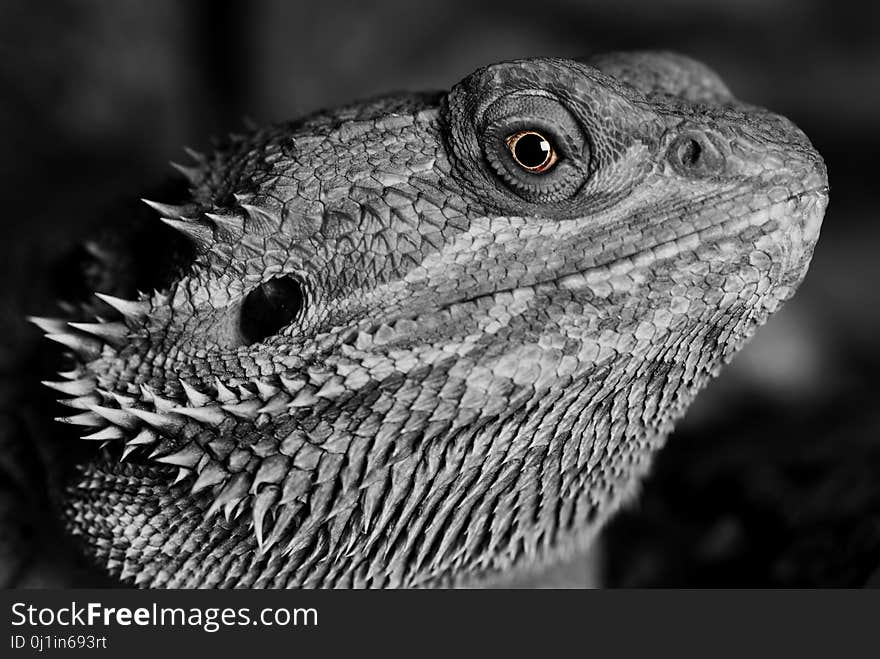 Reptile, Black And White, Monochrome Photography, Fauna