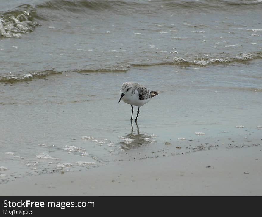 Fauna, Bird, Shorebird, Seabird