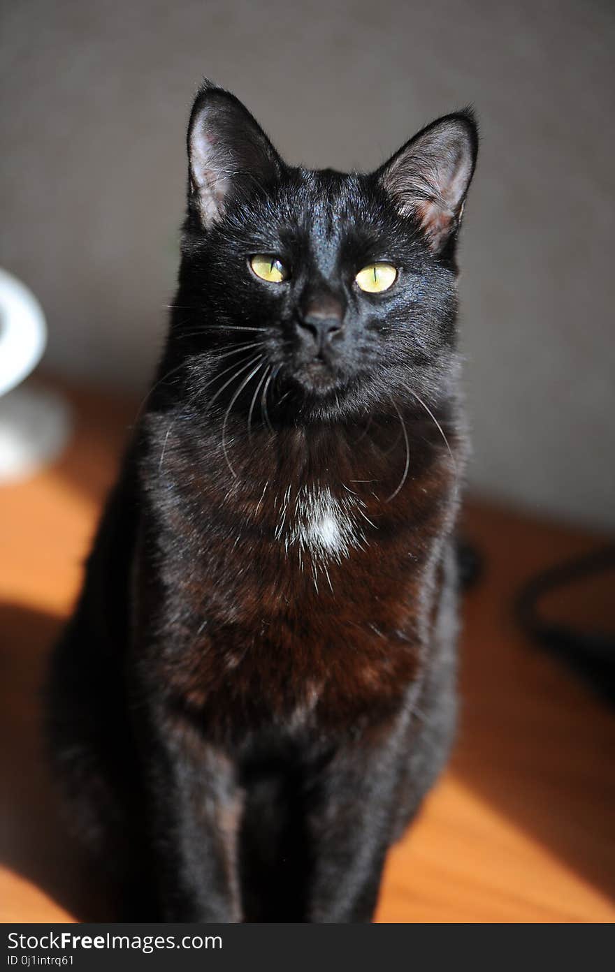 Cat, Black Cat, Black, Whiskers