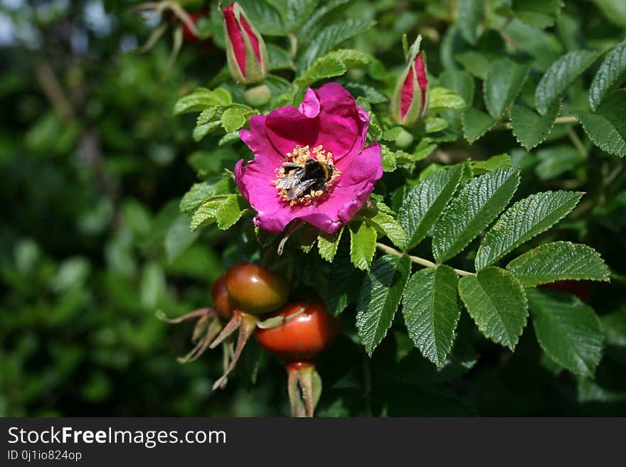 Flower, Rosa Canina, Plant, Flowering Plant