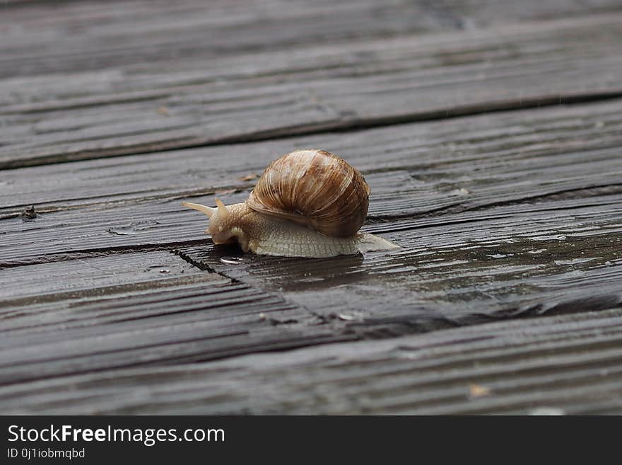 Snails And Slugs, Snail, Invertebrate, Molluscs