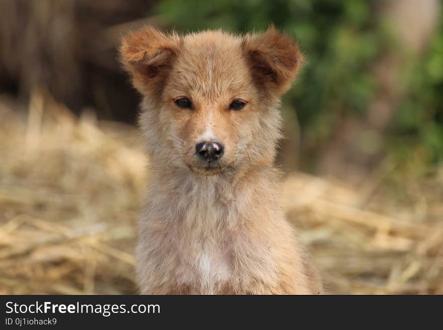 Dog Breed, Dog Breed Group, Street Dog, Dog Like Mammal