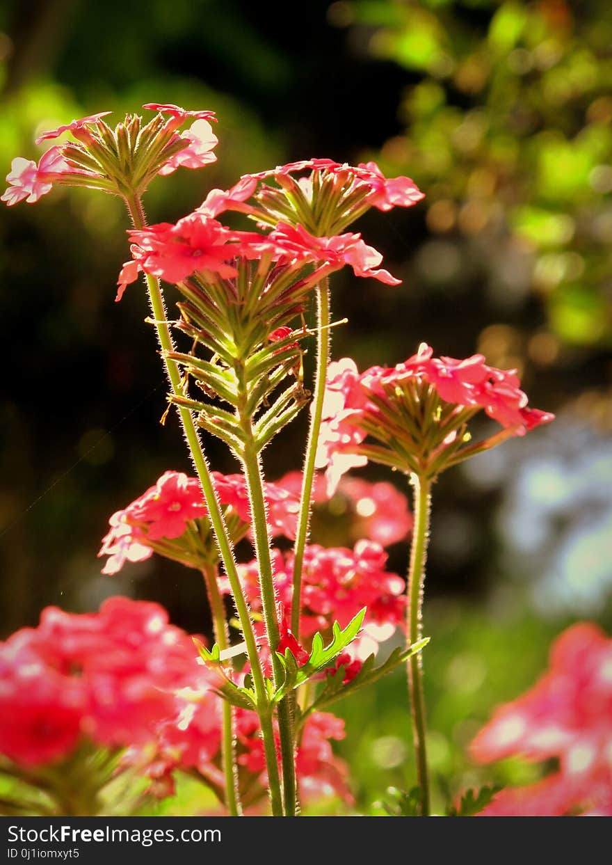 Flower, Plant, Flowering Plant, Annual Plant