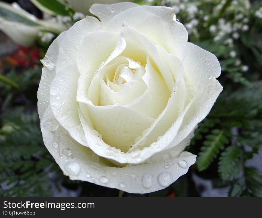 Rose, Flower, Rose Family, White