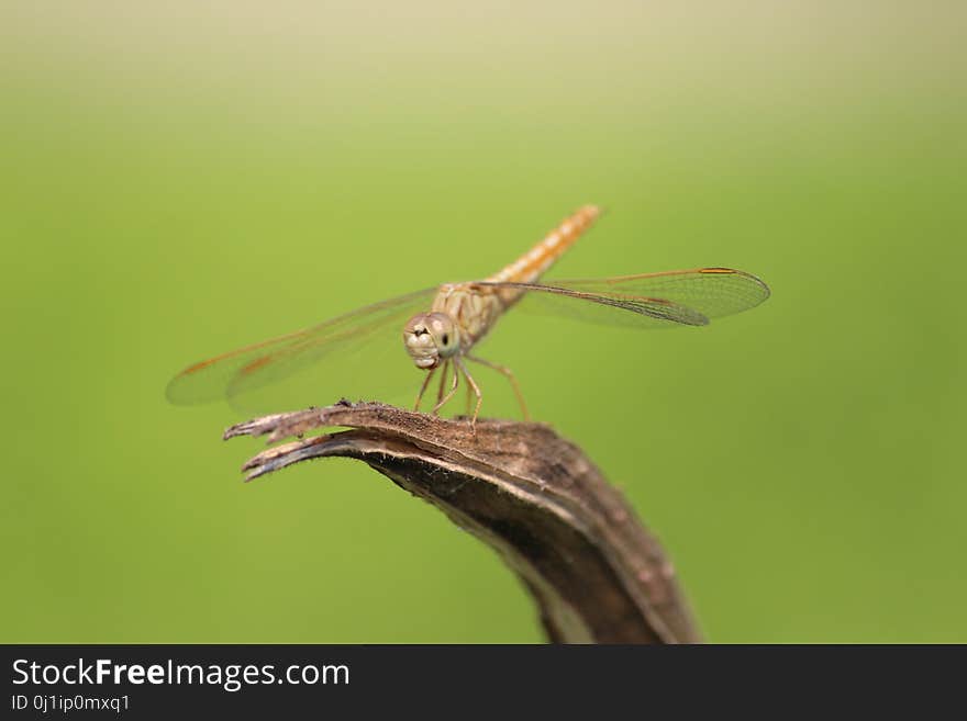 Dragonfly, Insect, Dragonflies And Damseflies, Invertebrate