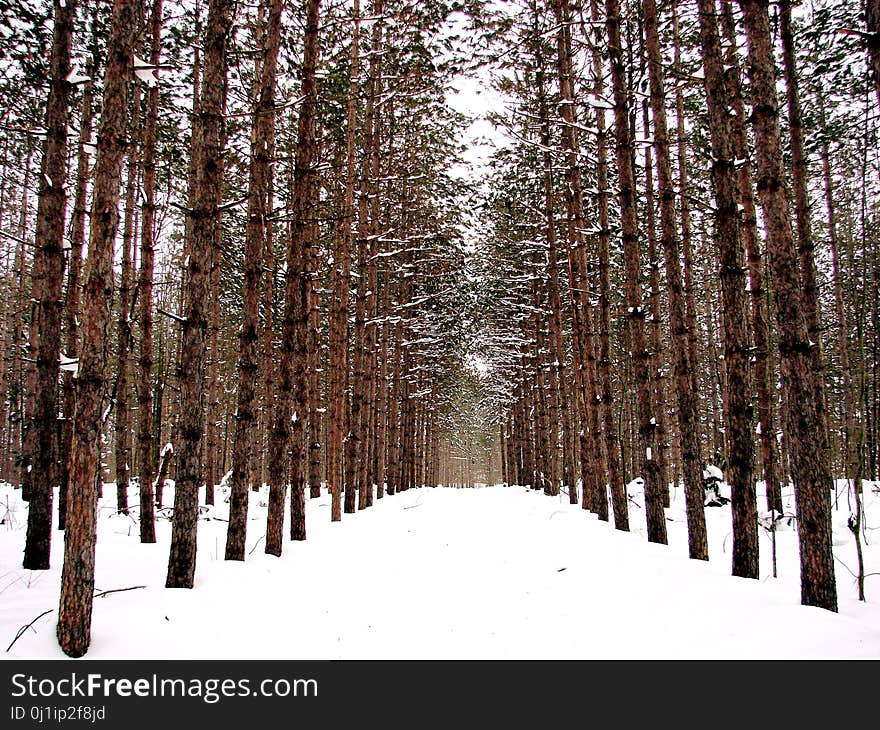 Snow, Winter, Tree, Ecosystem