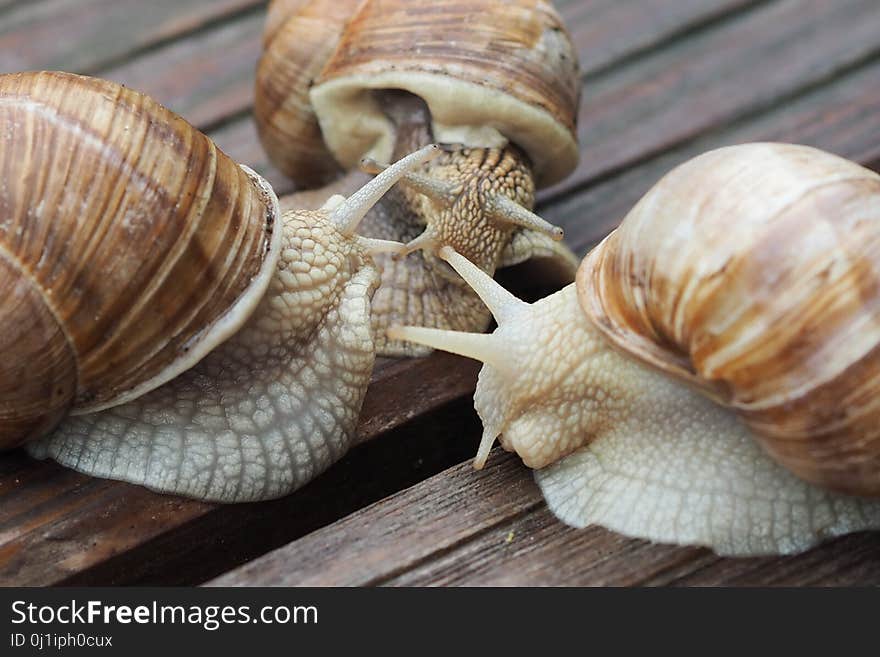 Snails And Slugs, Snail, Molluscs, Conchology