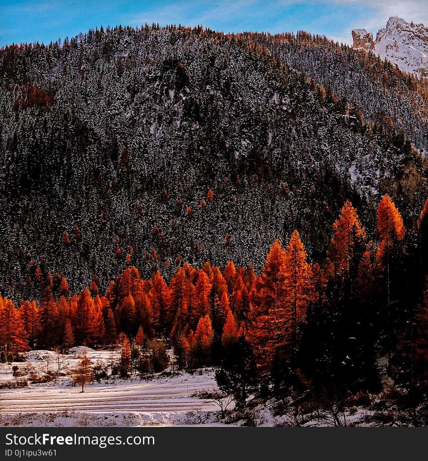 Nature, Wilderness, Vegetation, Winter