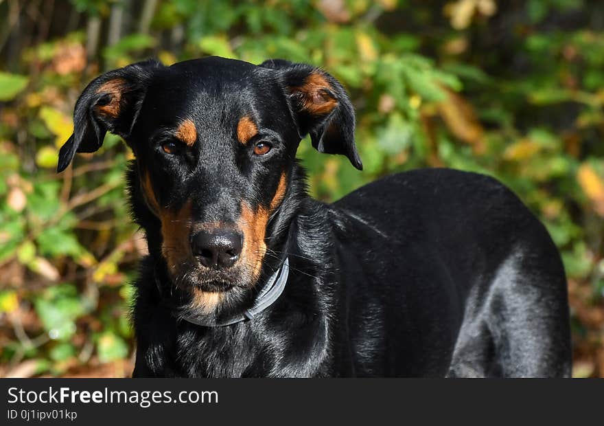 Dog, Dog Breed, Dog Like Mammal, Austrian Black And Tan Hound