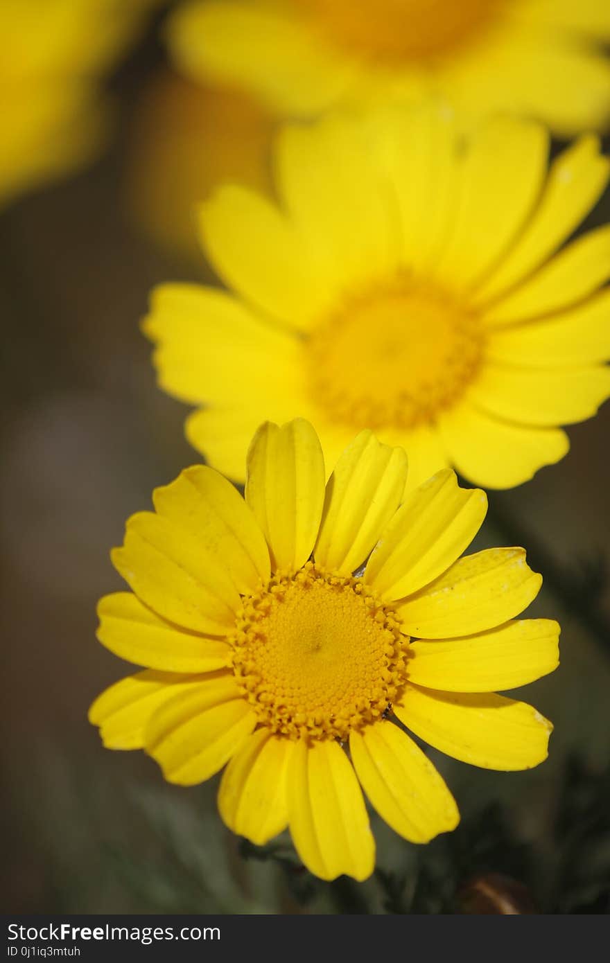 Flower, Yellow, Flora, Close Up