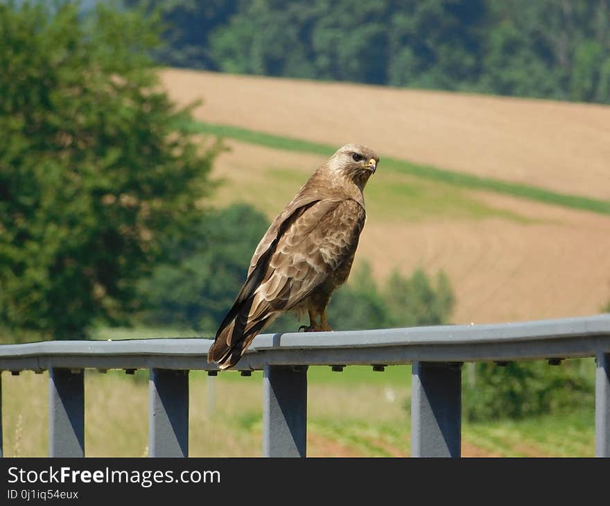 Bird, Ecosystem, Fauna, Bird Of Prey