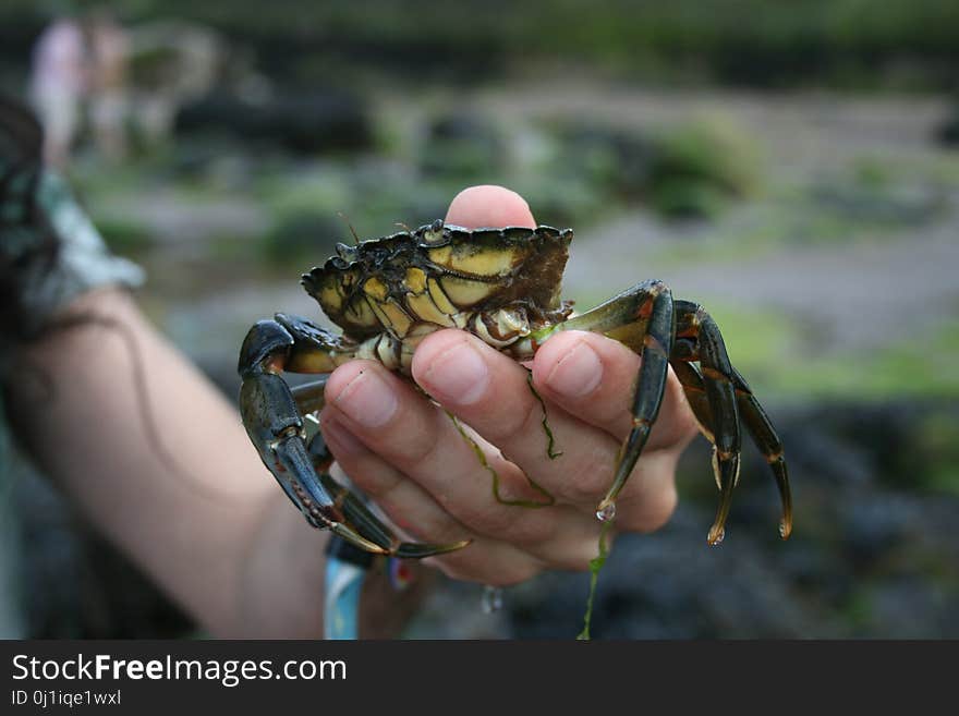 Crab, Insect, Decapoda, Invertebrate