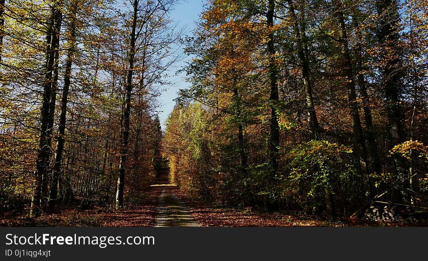 Nature, Ecosystem, Temperate Broadleaf And Mixed Forest, Woodland