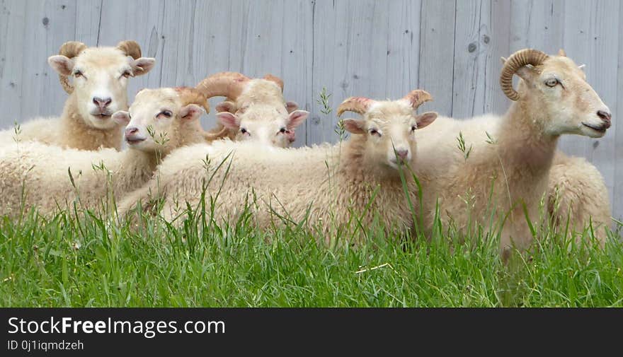 Sheep, Pasture, Cow Goat Family, Fauna