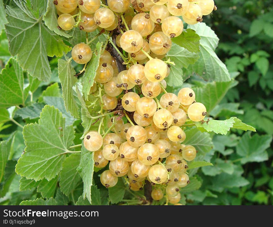 Fruit, Plant, Currant, Gooseberry