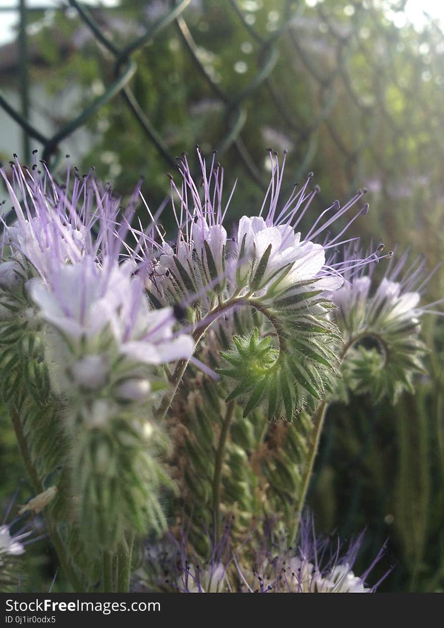 Plant, Flora, Flower, Thistle