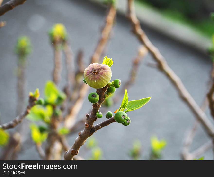 Branch, Plant, Spring, Flora