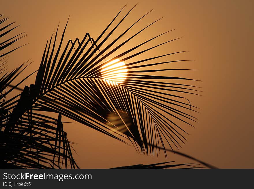 Sky, Palm Tree, Arecales, Line