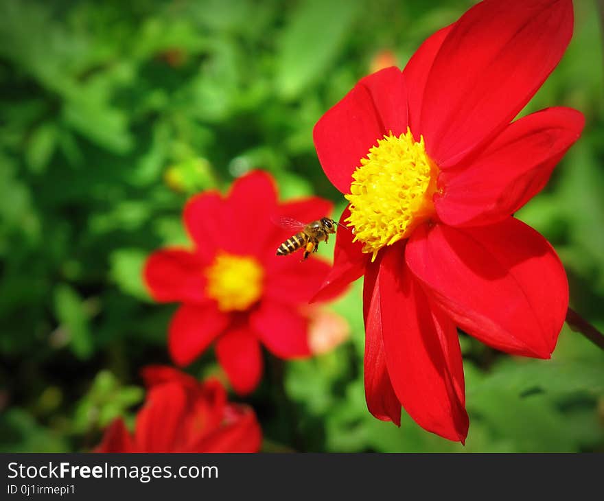 Flower, Yellow, Flora, Flowering Plant