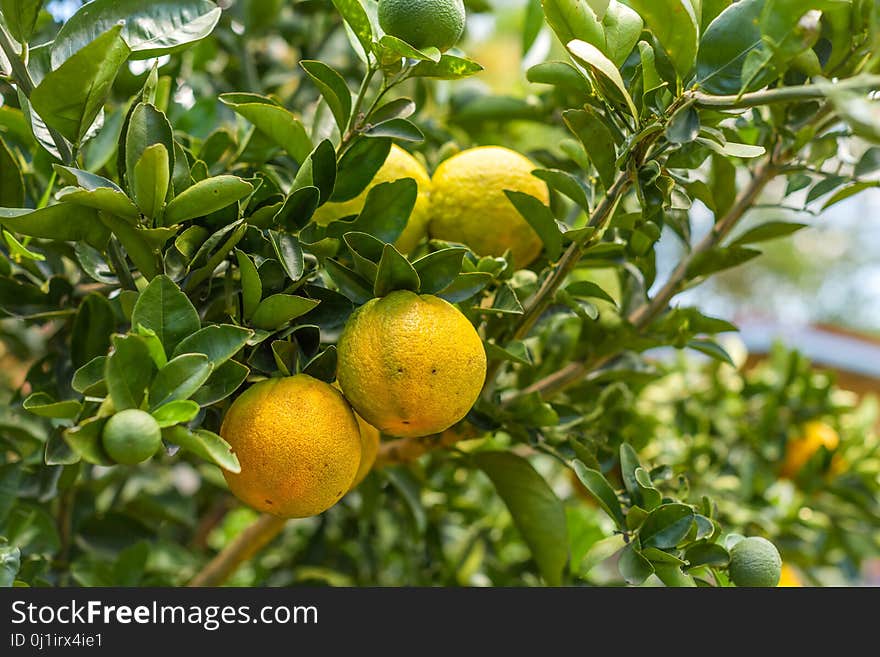 Citrus, Fruit, Fruit Tree, Bitter Orange