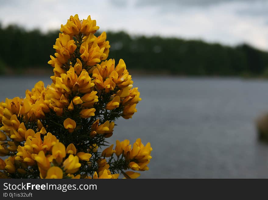 Yellow, Flower, Wildflower, Spring