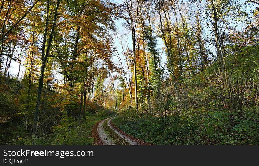 Ecosystem, Temperate Broadleaf And Mixed Forest, Path, Nature Reserve