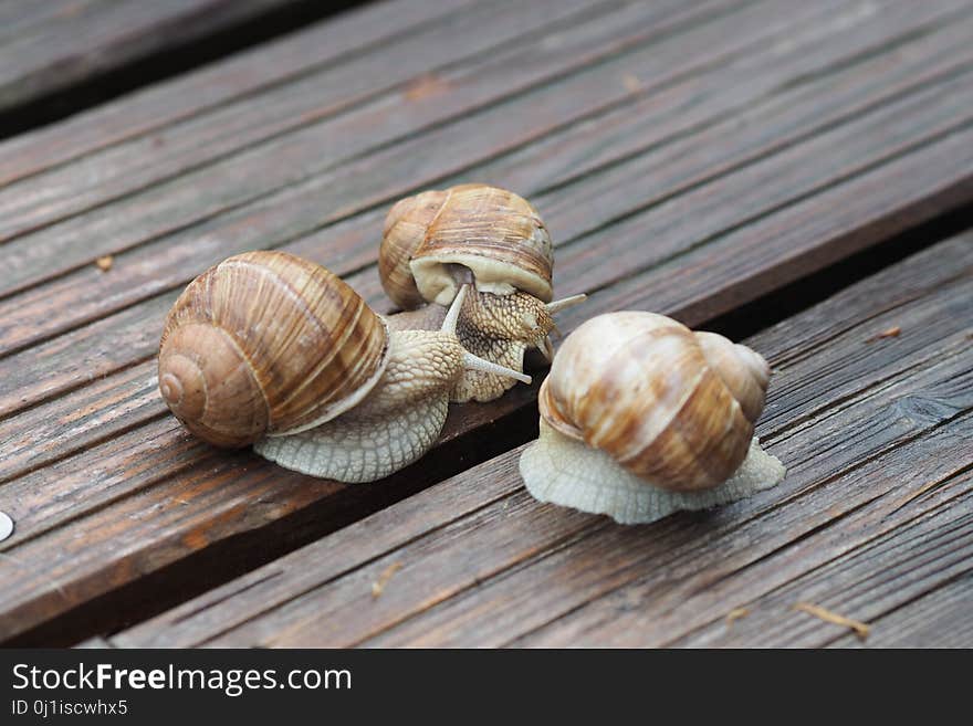 Snail, Snails And Slugs, Molluscs, Conchology